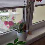 Fiona * カンダーン