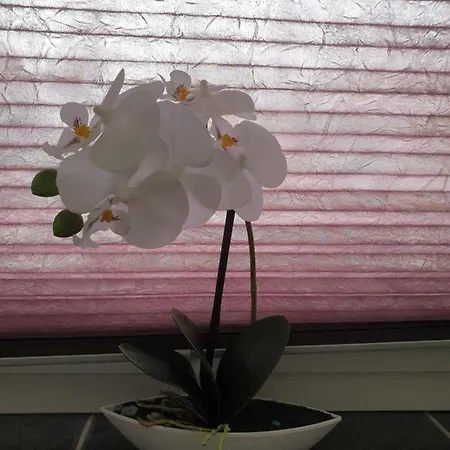 Apartment Fiona